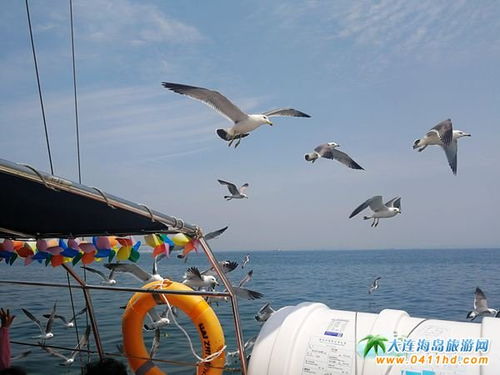 端午节大连旅游推荐 老码头帆船游艇体验之旅